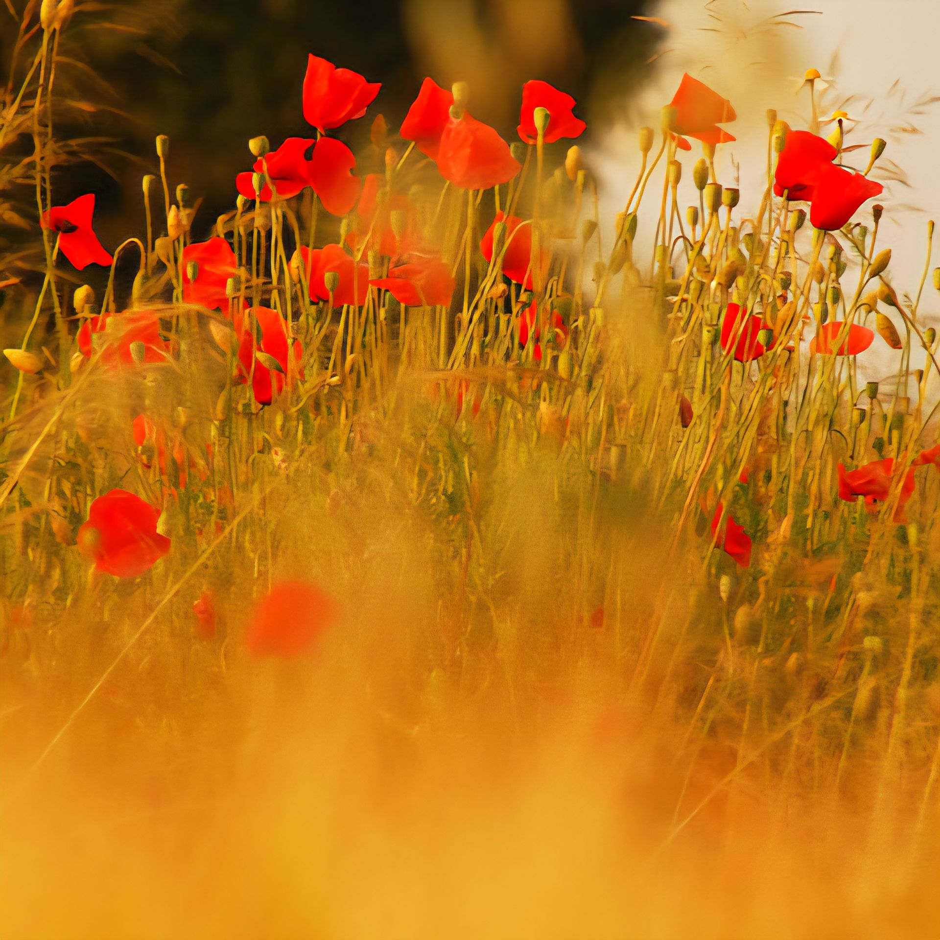 Amber scents are featured in Maison LAura perfumes. Click to enter the store and discover our collection.